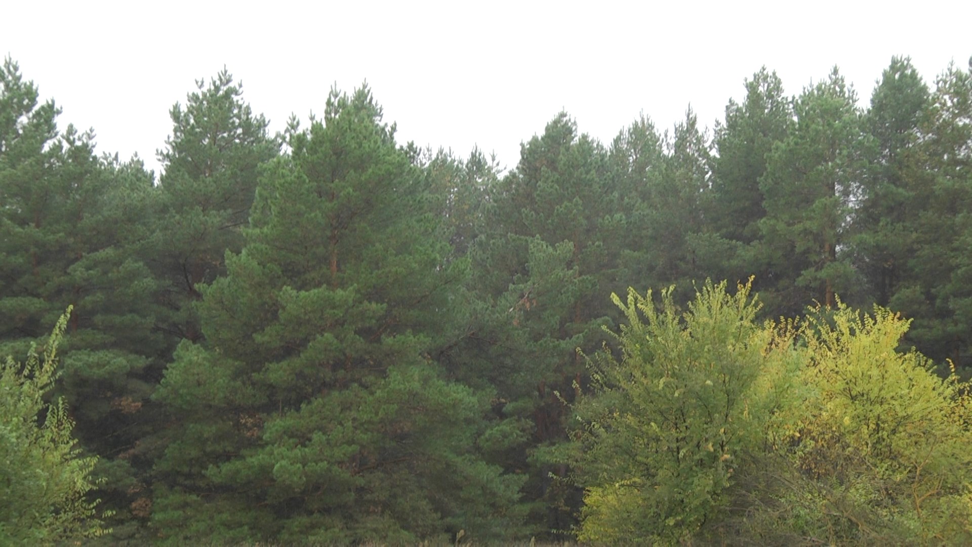 Ограничения на посещение лесов продлили в Волгоградской области